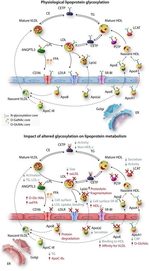 The Role Of Glycosylation On Lipoprotein Metabolism And The Effect Of