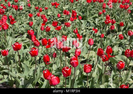 Production of tulips at a bulb farm in Holland, Netherlands Stock Photo ...