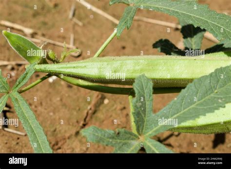 Primer Plano De Bhindi Fresco Dama Dedo Okra Freen Vegetal