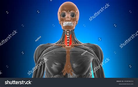 Sternothyroid Muscle Anatomy Medical Concept 3d Stock Illustration ...