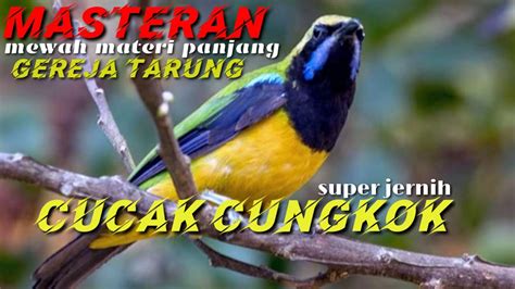 CUCAK CUNGKOK Masteran Materi Gereja Tarung Super Panjang Mewah