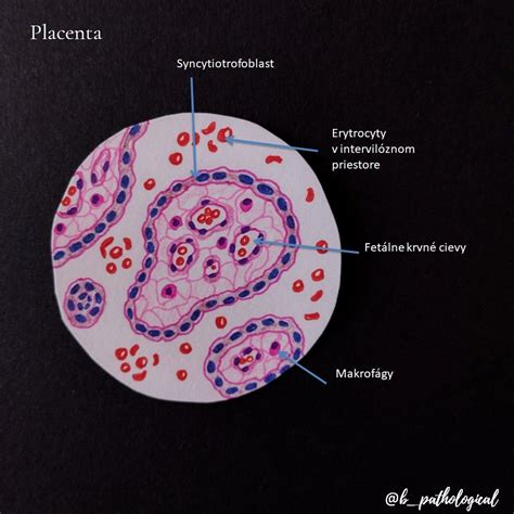 Histology placenta