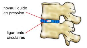 Anatomie De La Colonne Vert Brale Explications Lombalgie
