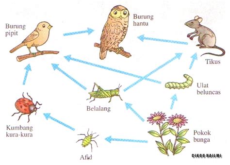 Rantai Makanan Haiwan Tahun Legsploaty