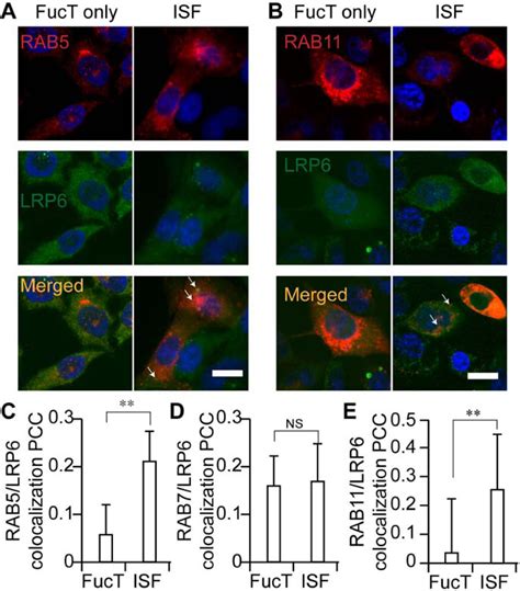 Figure 1 From In Situ Fucosylation Of The Wnt Co Receptor LRP6