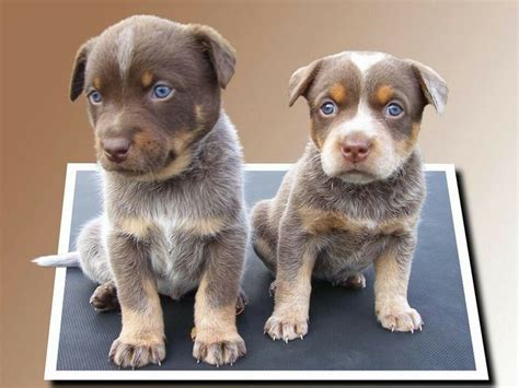 Chocolate Heelers Rare Gene Too Cute Australian Cattle Dog Dogs