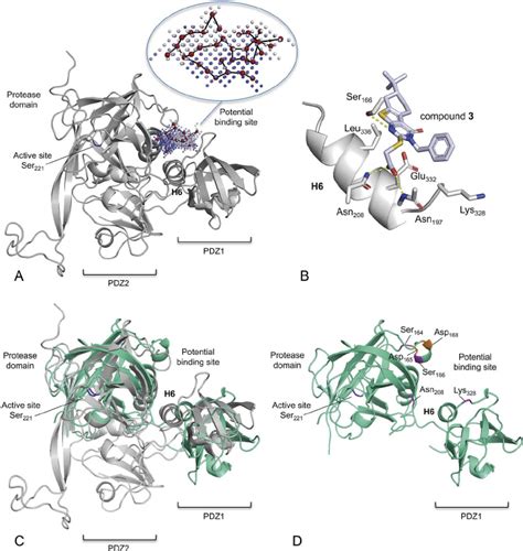 Structural Model Of H Pylori Htra And A Potential Binding Mode Of