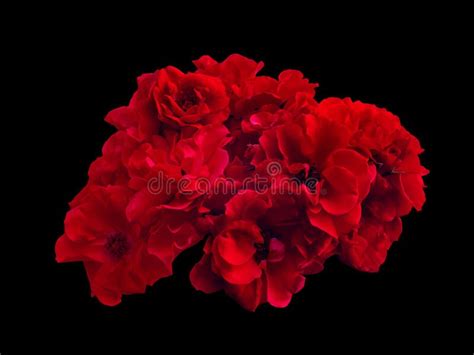 Bouquet Of Red Roses Isolated On A Black Background Stock Image Image