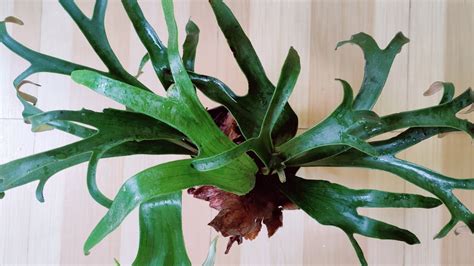 Grow And Care Of Staghorn Fern Platycerium Bifurcatum How To Grow