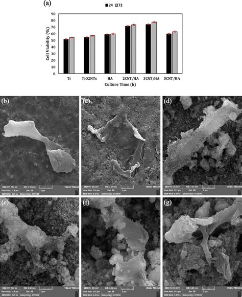 A Cell Viability Of Uncoated And Coated Titanium Samples At 24 And