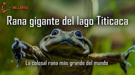 LA COLOSAL RANA GIGANTE DEL LAGO TITICACA YouTube