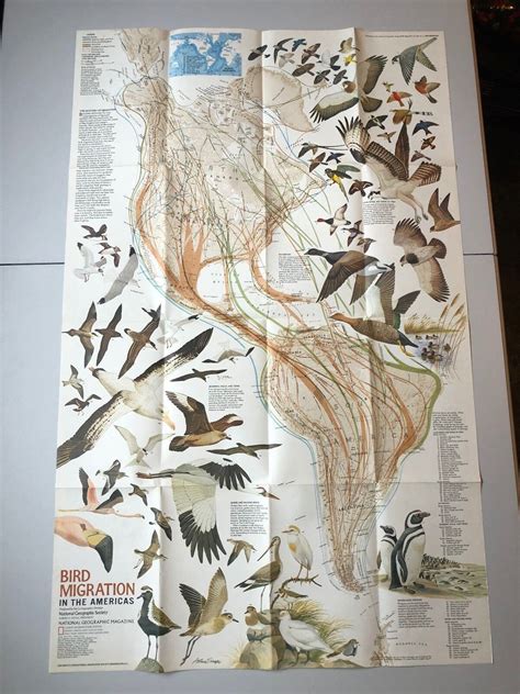 Vintage National Geographic Society BIRD MIGRATION IN THE AMERICAS Map