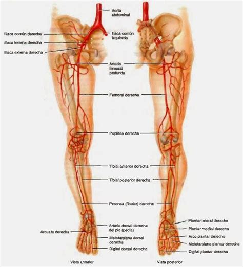 Arterias Sistema Circulatorio Arterias Del Cuerpo Sistema