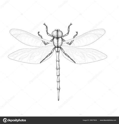 Dragonfly Drawings Black And White