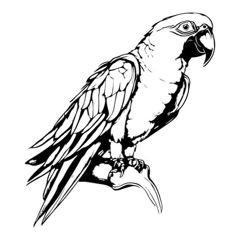 Premium Vector Macaw Bird