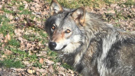 La présence d un loup authentifiée en Haute Gironde la préfecture