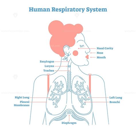 Respiratory System Lab Models Labeled