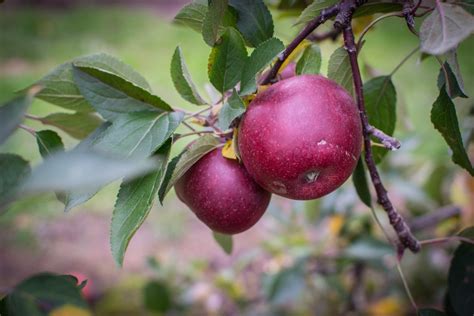 Banco De Imagens Maçã árvore Natureza Ramo Plantar Fazenda Fruta Cair Flor Pomar