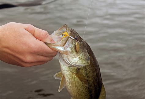 Using Rooster Tails To Catch Bass Outdoorhub