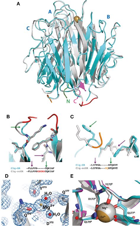 Frontiers Structural And Functional Characterization Of A Single