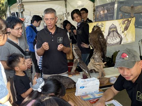 車禍受傷鳳頭蒼鷹 康復後重回牠的家 社團法人中華民國保護動物協會