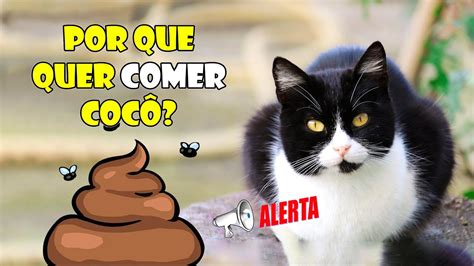 COPROFAGIA veja porque o gato cachorro come cocô Gatil Hauser YouTube