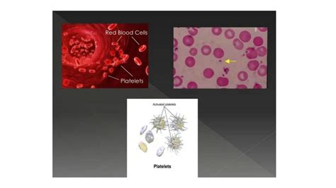 SOLUTION: Introduction to platelets functions and structure - Studypool