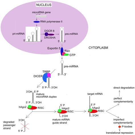 MicroRNA Biogenesis And Function Most Human MiRNAs Are Initially