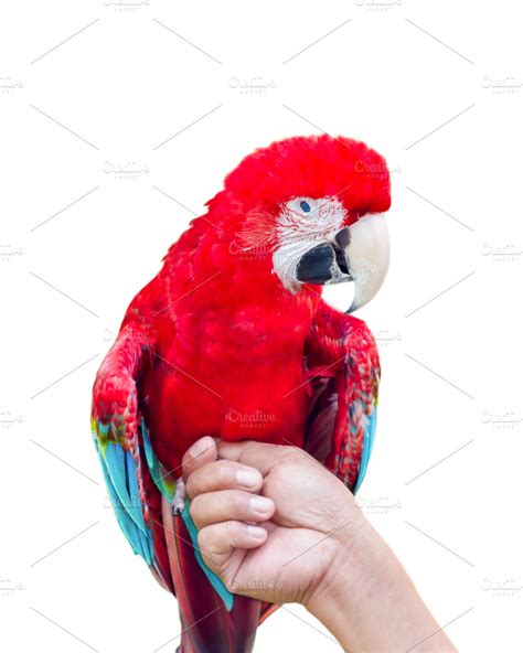 Green-Winged Macaw | High-Quality Animal Stock Photos ~ Creative Market