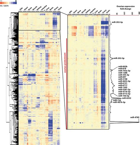 Microrna Expression Profiling In Different Medaka Tissues Unsupervised