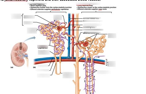 Bsc L Cortical And Juxtamedullary Nephrons And Their Associated