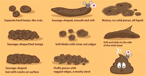 Everything You Need To Know About Your Poop