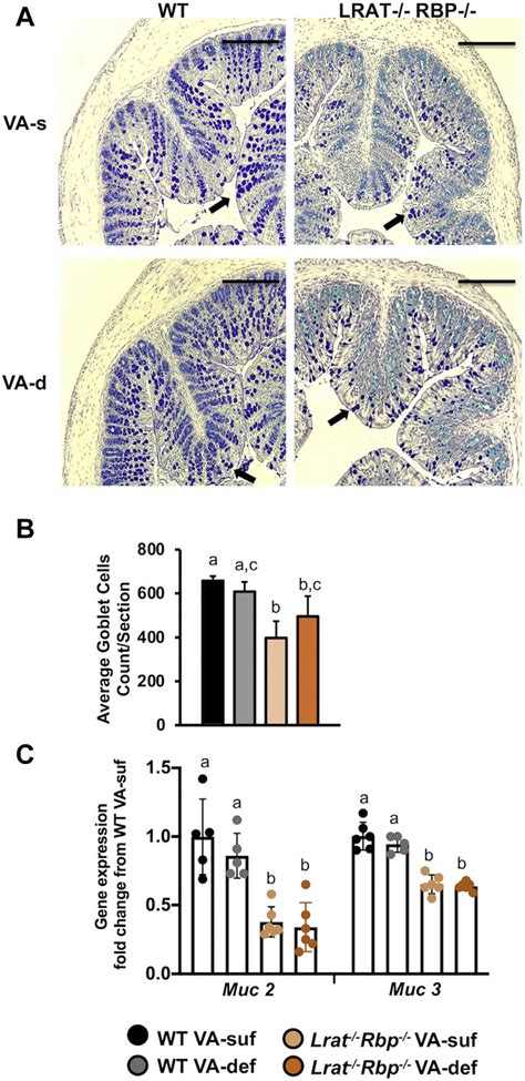 Goblet Cells And Mucins In The Colon Of Lrat Rbp And Wt Mice