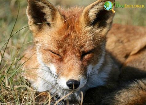 What Do Foxes Eat? | Foxes Diet By Species | What Eats Foxes?