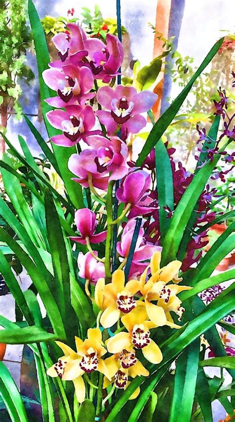 Multi Colors-orchids - Etsy