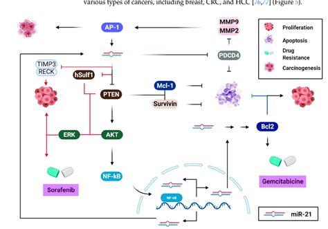 Biological Pathways Of Mir 21 In Gastrointestinal Cancers Mir 21 Is