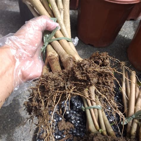 Madre de Agua Rooted Plants with leaves 20pcs/bundle at 400.00 from ...