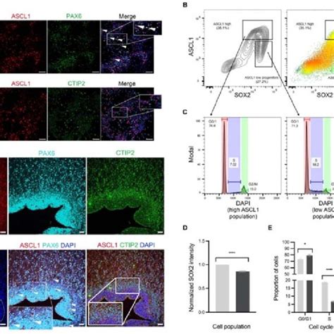 ASCL1 Works In Concert With MSWI SNF Complexes To Remodel Chromatin And