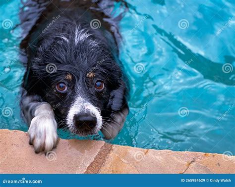 Border Collie Swimming Stock Image Image Of Waves Water 265984629