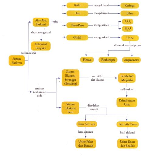 Peta Konsep Ekskresi Biologi Kimia Fisika Sexiz Pix