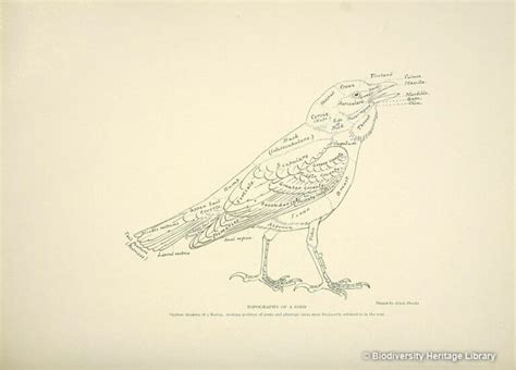 The Anatomy Of Birds: Anatomical Differences & Features