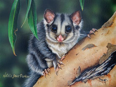 Squirrel Glider (Petaurus norfolcensis) Australian Wildlife Art by ...