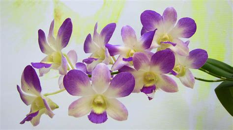 Orchid Flower Ultra HD Wallpapers - Wallpaper Cave