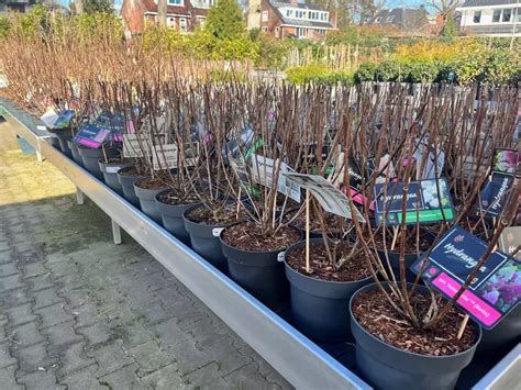 Tuincentrum Tuincentrum Van Ee Groot Assortiment Aan Groen