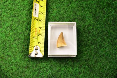 1 Mosasaur Fossil Dinosaur Tooth Mosasaurus 100 Genuine Uk Buy Box S