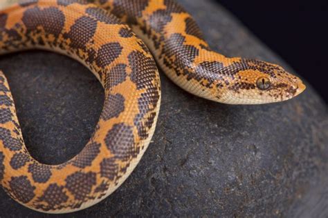 Kenyan Sand Boa Care Guide Diet Lifespan And More Petsoid