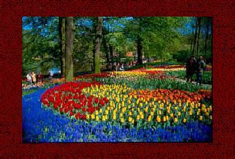 Keukenhof Flower Fields - Paperblog