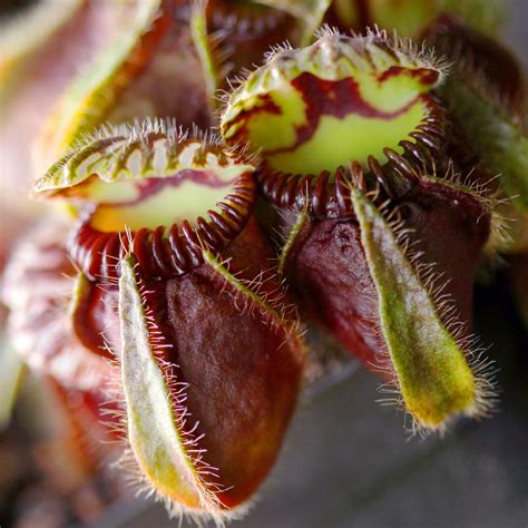 Cephalotus follicularis - Australian Pitcher Plant | Curious Plant