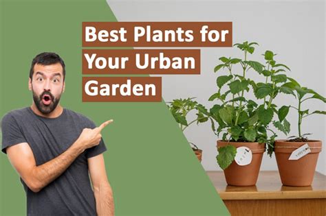 Top 15 Plants That Will Make Your Urban Garden Thrive – Skyline Gardening