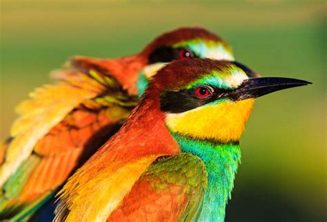 Las Aves En Colombia Una Riqueza Natural Incomparable Que Debe